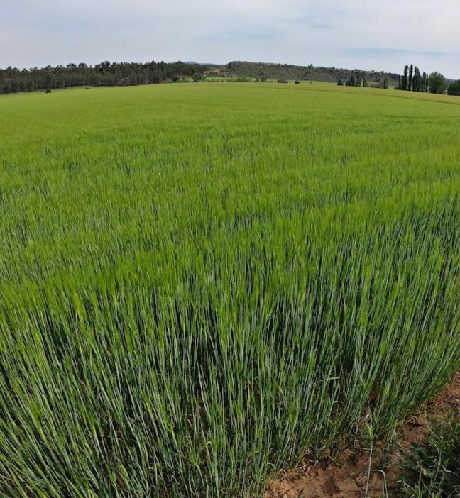 Casa Rural Guadiela San Pedro Palmiches エクステリア 写真